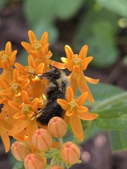 Bombus impatiens