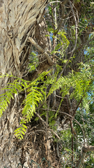 Schinus molle