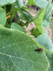 Ontholestes tessellatus