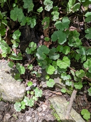 Hydrocotyle nepalensis