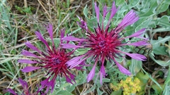 Centaurea triumfettii