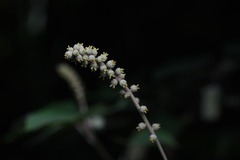 Mallotus paniculatus