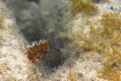 Cristiceps australis