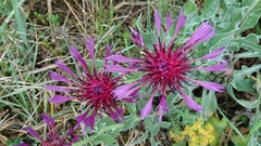 Centaurea triumfettii