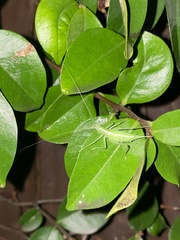Meconema meridionale