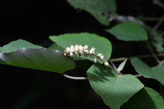 Mallotus paniculatus