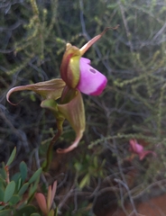 Disperis capensis capensis
