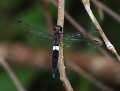 Orchithemis pulcherrima