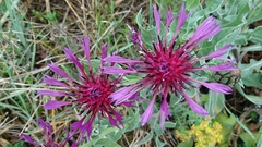 Centaurea triumfettii