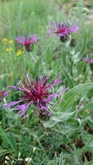 Centaurea triumfettii