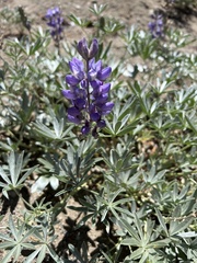 Lupinus obtusilobus