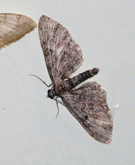 Eupithecia