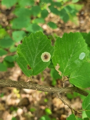 Cameraria hamameliella