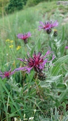 Centaurea triumfettii