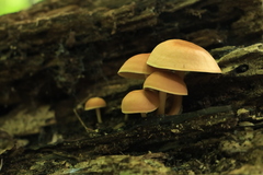 Collybiopsis dichroa