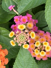 Lantana