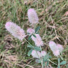 Trifolium arvense