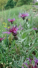 Centaurea triumfettii