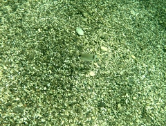 Diplodus vulgaris