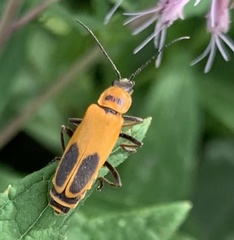 Chauliognathus pensylvanicus