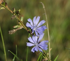 Cichorium intybus