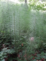 Equisetum telmateia