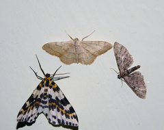 Eupithecia