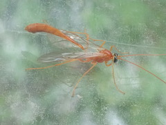 Enicospilus