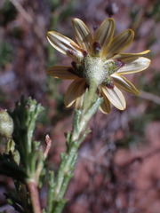 Osteospermum