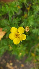 Dasiphora fruticosa