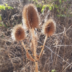 Dipsacus fullonum