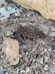 Pachydactylus maculatus
