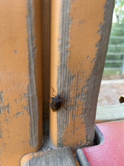 Pentatoma rufipes