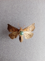 Scoliopteryx libatrix