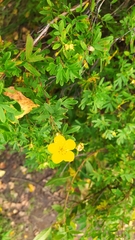 Dasiphora fruticosa