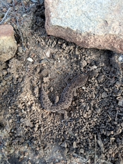 Pachydactylus maculatus