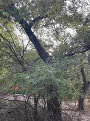 Quercus buckleyi