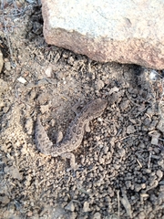 Pachydactylus maculatus