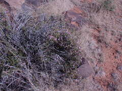 Felicia filifolia