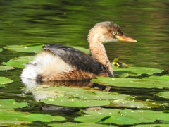 Tachybaptus ruficollis
