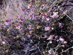 Felicia filifolia