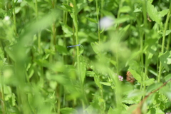 Platycnemis pennipes