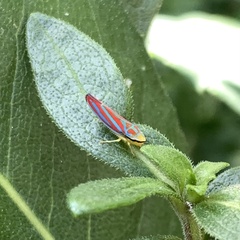 Graphocephala coccinea