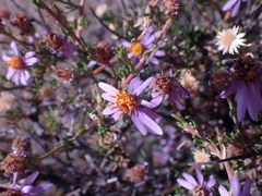 Felicia filifolia