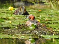 Tachybaptus ruficollis