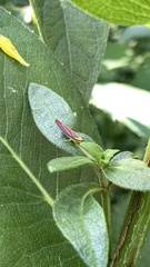 Graphocephala coccinea