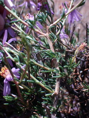 Felicia filifolia