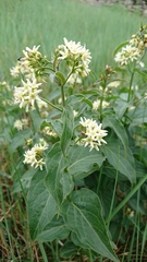 Vincetoxicum hirundinaria