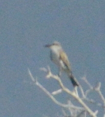 Tyrannus dominicensis