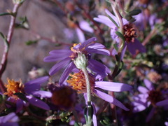Felicia filifolia
